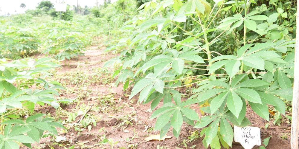 PIND’s Cassava Demonstration Farms are Making Cassava Farming Lucrative Again in the Niger Delta