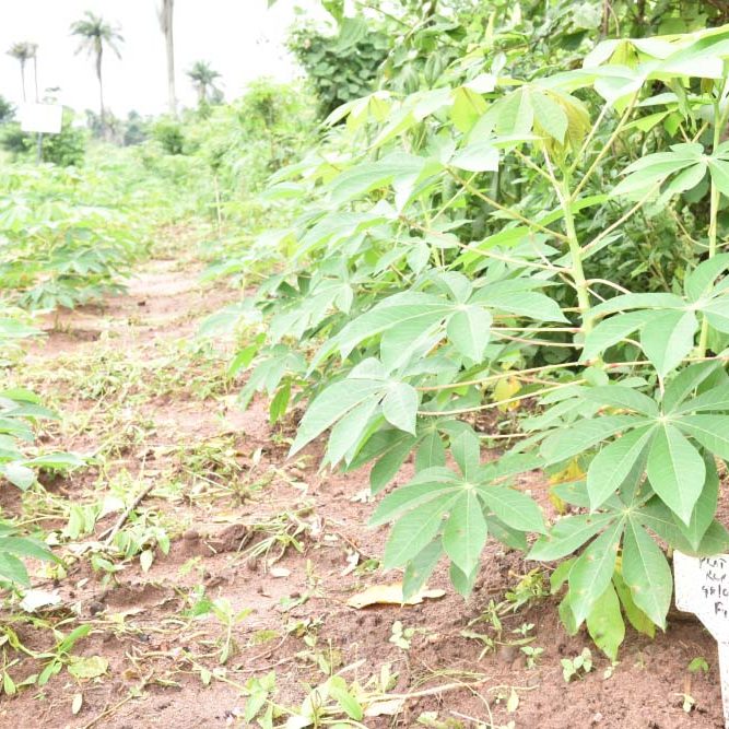 PIND’s Cassava Demonstration Farms are Making Cassava Farming Lucrative Again in the Niger Delta