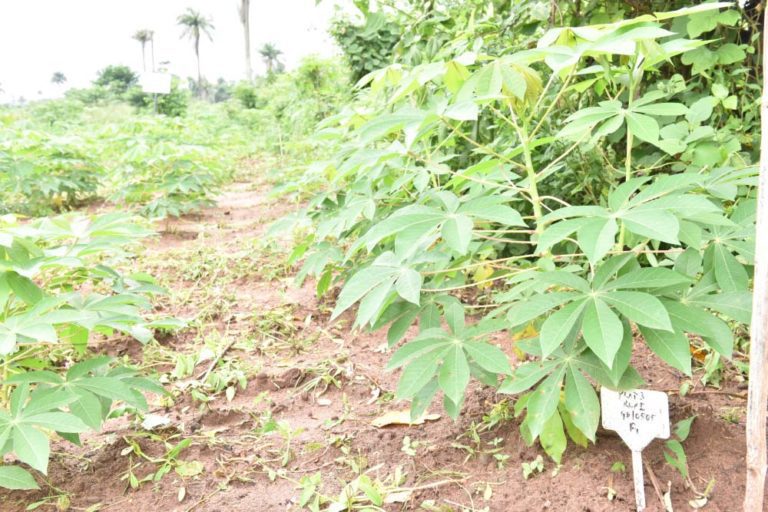 PIND’s Cassava Demonstration Farms are Making Cassava Farming Lucrative Again in the Niger Delta